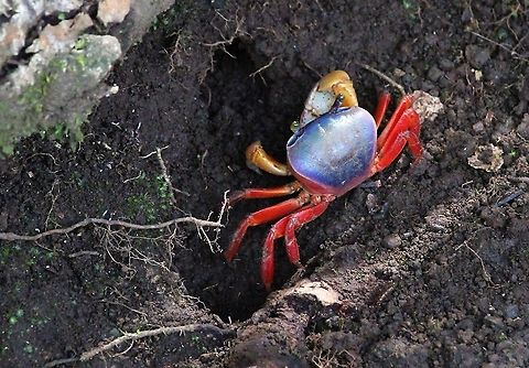 Red Land Crab In the mangroves Costa Rica,Gecarcinus quadratus,Manuel Antionio NP,Red Land Crab