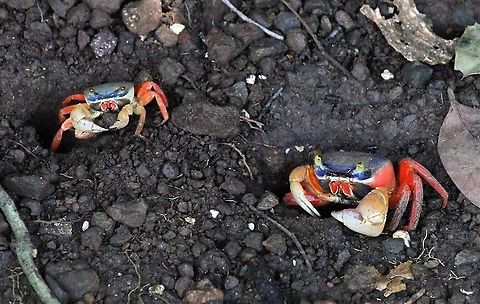 Gecarcinus quadratus. Red Land Crab Looking fearsome! Costa Rica,Gecarcinus quadratus,Manuel Antionio NP