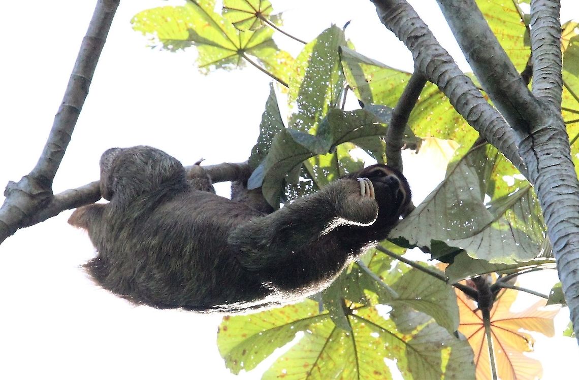 Three-toed Sloth - callisthenics 2 Mobile sloth getting active Bradypus variegatus,Brown-throated sloth,Costa Rica,Manuel Antionio NP