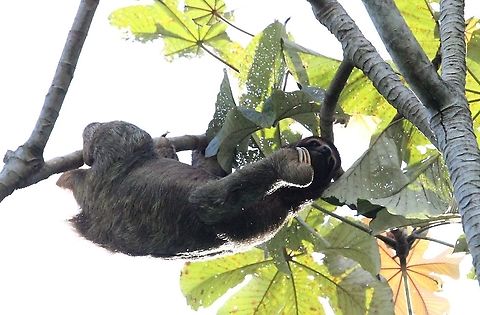 Three-toed Sloth - callisthenics 2 Mobile sloth getting active Bradypus variegatus,Brown-throated sloth,Costa Rica,Manuel Antionio NP