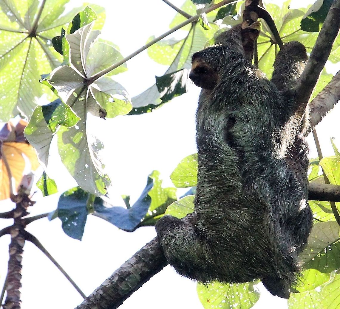 Three-toed Sloth - callisthenics 1 A mobile sloth showing how to hang from its claws Bradypus variegatus,Brown-throated sloth,Costa Rica,Manuel Antionio NP