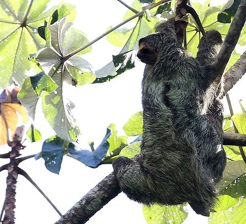 Three-toed Sloth - callisthenics 1 A mobile sloth showing how to hang from its claws Bradypus variegatus,Brown-throated sloth,Costa Rica,Manuel Antionio NP