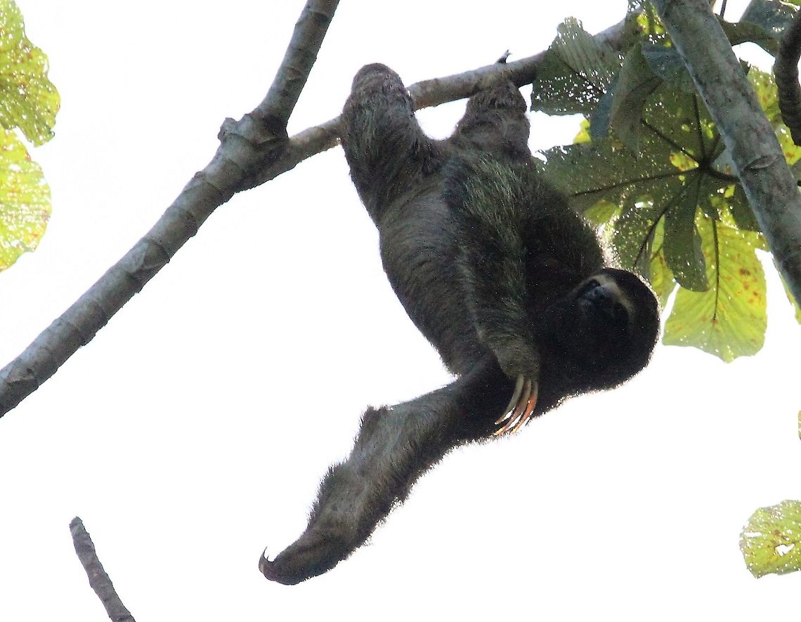 Three-toed Sloth - calilsthenics 4 A mobile sloth showing how to hang from its hind claws Bradypus variegatus,Brown-throated sloth,Costa Rica,Manuel Antionio NP