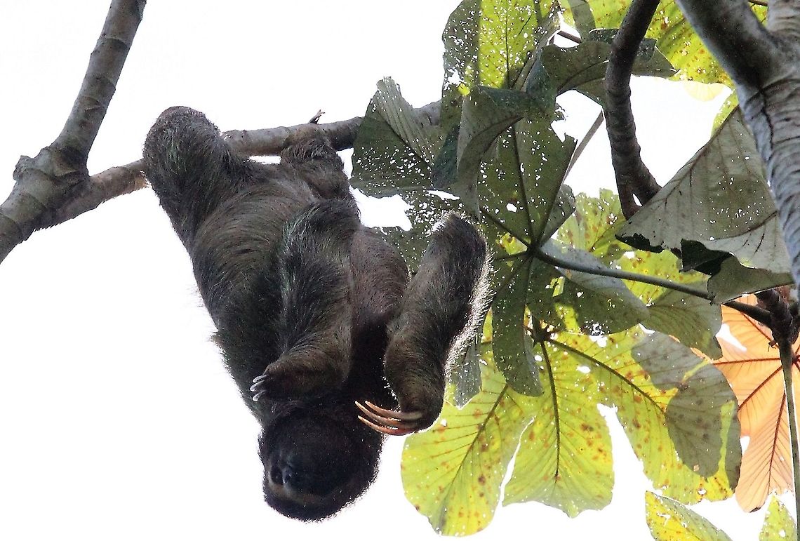 Three-toed Sloth - callisthenics 3 Mobile sloth showing how to hang from its hind claws Bradypus variegatus,Brown-throated sloth,Costa Rica,Manuel Antionio NP