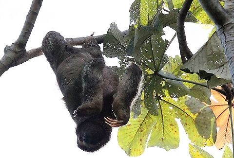Three-toed Sloth - callisthenics 3 Mobile sloth showing how to hang from its hind claws Bradypus variegatus,Brown-throated sloth,Costa Rica,Manuel Antionio NP