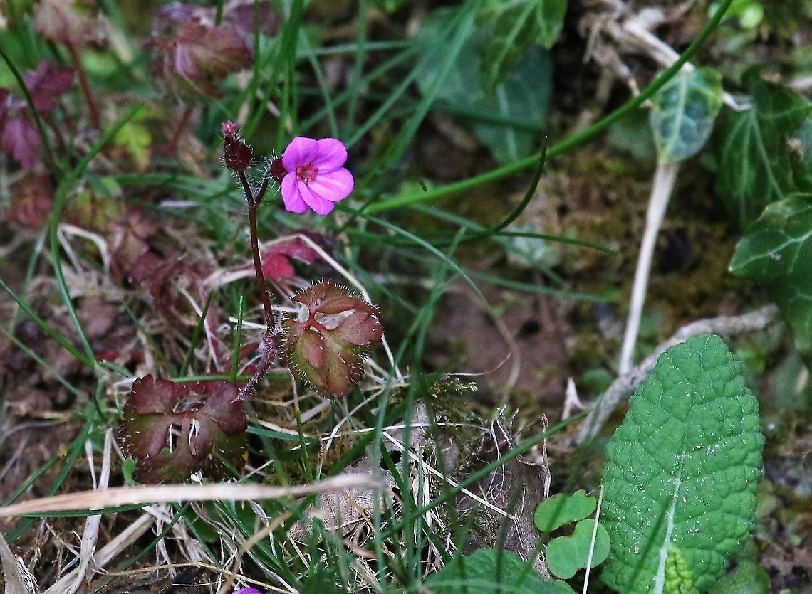 Herb Robert The 1st of the year.  This is another alkaline indicator although it can grow in acidic areas.  It was traditionally used to treat nosebleeds and as an antiseptic to treat wounds Cumbria,Geranium robertianum,Herb Robert,Kings Meaburn