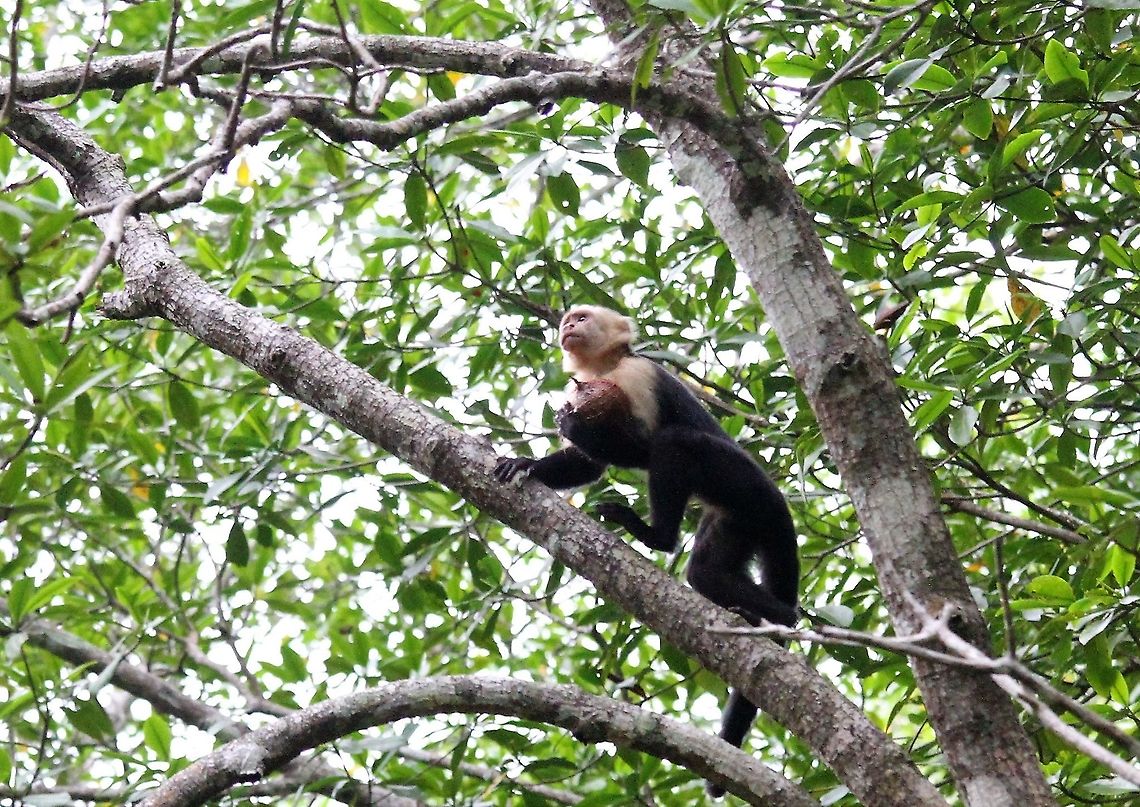 Cebus imitator, White-faced Panamanian Capuchin Making off with the spoils foraged out of the water. Cebus imitator,Costa Rica,Mangroves,Panamanian white-faced capuchin,Quepos