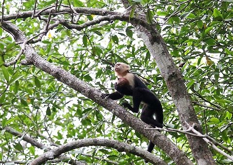 Cebus imitator, White-faced Panamanian Capuchin Making off with the spoils foraged out of the water. Cebus imitator,Costa Rica,Mangroves,Panamanian white-faced capuchin,Quepos