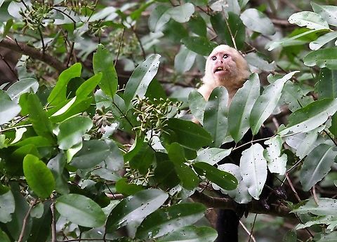 Cebus imitator - White-faced Capuchin (Central American species This species identified in 2012 by Boubli who demonstrated that C imitator & C capuchinus (Colombian White-faced Capuchin) split 2 million years ago.  This family live in the mangrove swamps. Cebus imitator,Costa Rica,Mangroves,Panamanian white-faced capuchin,Quepos