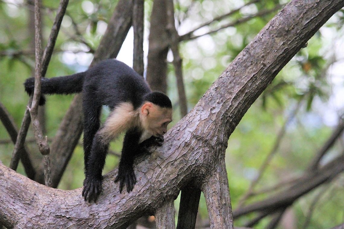 Central American White-faced Capuchin, Cebus imitator You can clearly see the front hand of the capuchin and although it is generally held that the White-faced Capuchin has opposable thumbs, a study in 2014 concluded that they do have lateral or pseudo opposition but not true thumb opposition.   <a href="https://www.ncbi.nlm.nih.gov/pmc/articles/PMC3911977/" rel="nofollow">https://www.ncbi.nlm.nih.gov/pmc/articles/PMC3911977/</a>  Cebus imitator,Costa Rica,Mangroves,Panamanian white-faced capuchin,Quepos