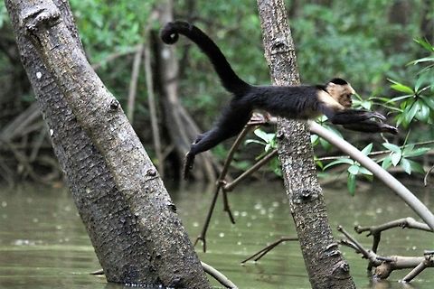 Successful leap, Cebus imitator Hand-eye coordination Cebus imitator,Costa Rica,Mangroves,Panamanian white-faced capuchin,Quepos