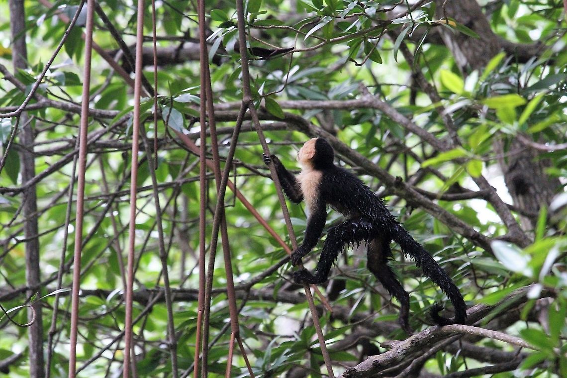 Wet youngster, Cebus imitator This young capuchin missed its jump and ended up in the water, behind the mangroves, but climbed out in better view. Cebus imitator,Costa Rica,Mangroves,Panamanian white-faced capuchin,Quepos