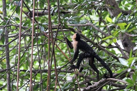 Wet youngster, Cebus imitator This young capuchin missed its jump and ended up in the water, behind the mangroves, but climbed out in better view. Cebus imitator,Costa Rica,Mangroves,Panamanian white-faced capuchin,Quepos