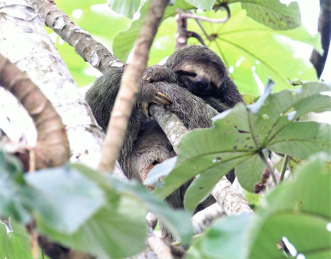 Three-toed Sloth Cosy &amp; comfortable Bradypus variegatus,Brown-throated sloth,Costa Rica,Quepos