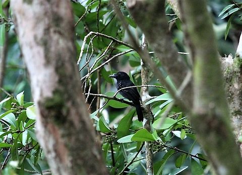Black-hooded Antshrike Looking out of our room window in the morning at La Cusinga Lodge Black-hooded antshrike,Costa Rica,Thamnophilus bridgesi,Uvita,Whale Tail