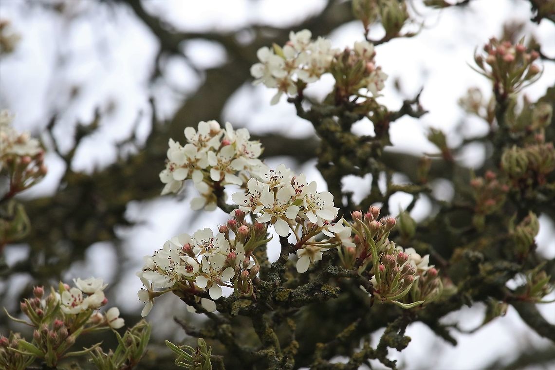 Crab Apple blossom - April Fool's Day Beautiful blossom in a cold wind Cumbria,European crab apple,Kings Meaburn,Malus sylvestris