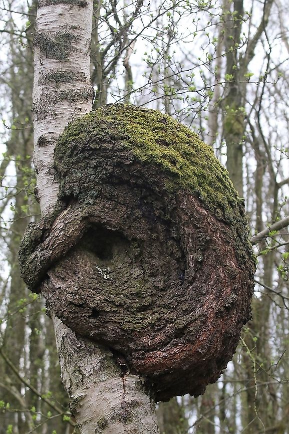 Silver Birch with Burl (Sonic the hedgehog!) Magic in the woodland!! Betula pendula,Cumbria,Kings Meaburn,Silver birch