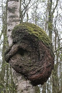 Silver Birch with Burl (Sonic the hedgehog!) Magic in the woodland!! Betula pendula,Cumbria,Kings Meaburn,Silver birch