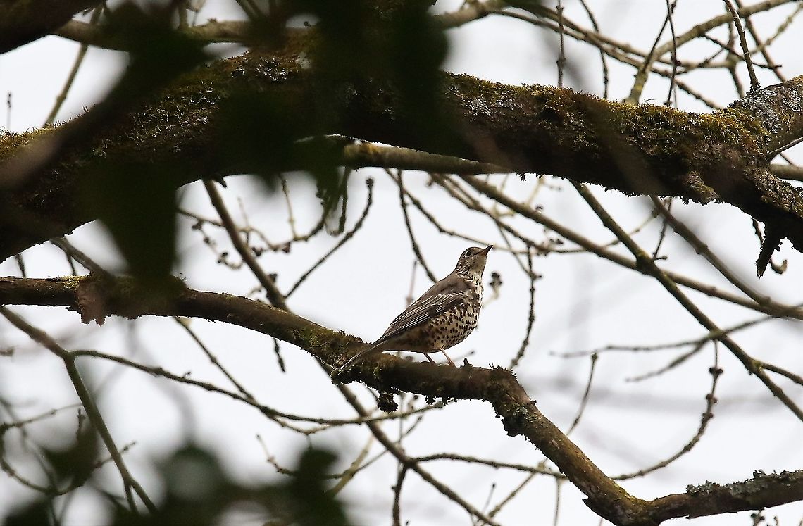 Mistle Thrush Mistle thrush in the canopy. Cumbria,Kings Meaburn,Mistle Thrush,Turdus viscivorus