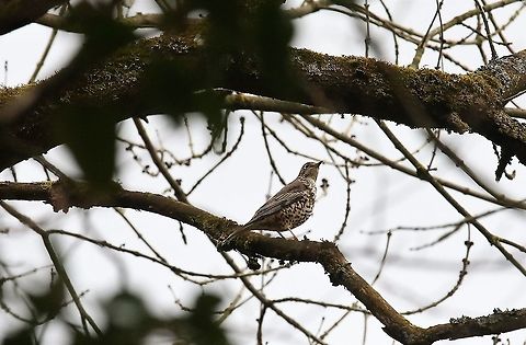 Mistle Thrush Mistle thrush in the canopy. Cumbria,Kings Meaburn,Mistle Thrush,Turdus viscivorus