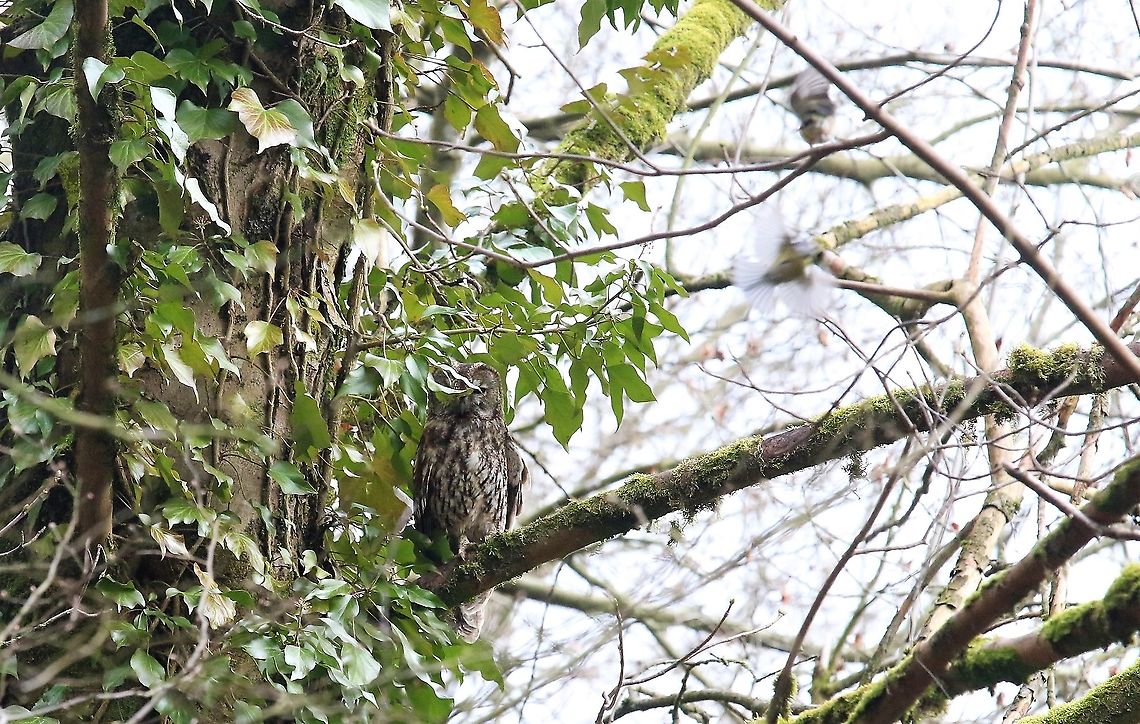 Tawny Owl, mobbed by songbirds Move on mate!!! Cumbria,Kings Meaburn,Strix aluco,Tawny  Owl