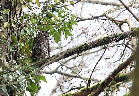 Tawny Owl Looking for an escape route from mobbing songbirds Cumbria,Kings Meaburn,Strix aluco,Tawny  Owl