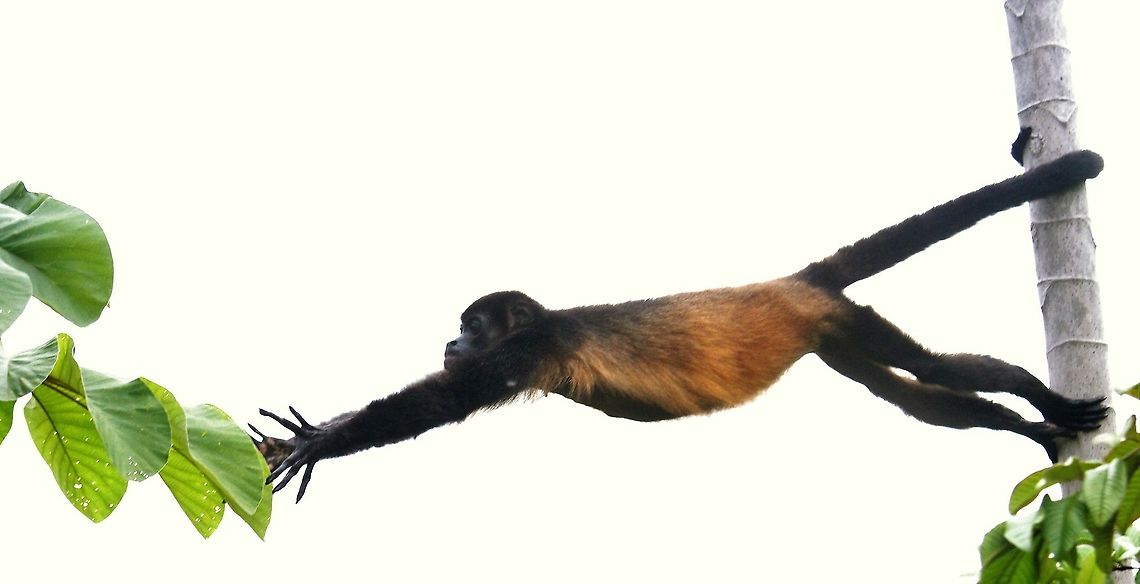 Mantled Howler - I want that leaf! At La Cusinga - watching a family group Alouatta palliata,Costa Rica,Mantled howler,Uvita