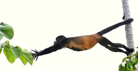 Mantled Howler - I want that leaf! At La Cusinga - watching a family group Alouatta palliata,Costa Rica,Mantled howler,Uvita