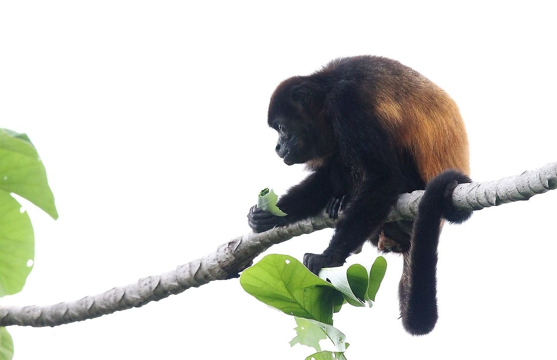 Mantled Howler eating cecropia leaves At La Cusinga Alouatta palliata,Costa Rica,Mantled howler,Uvita