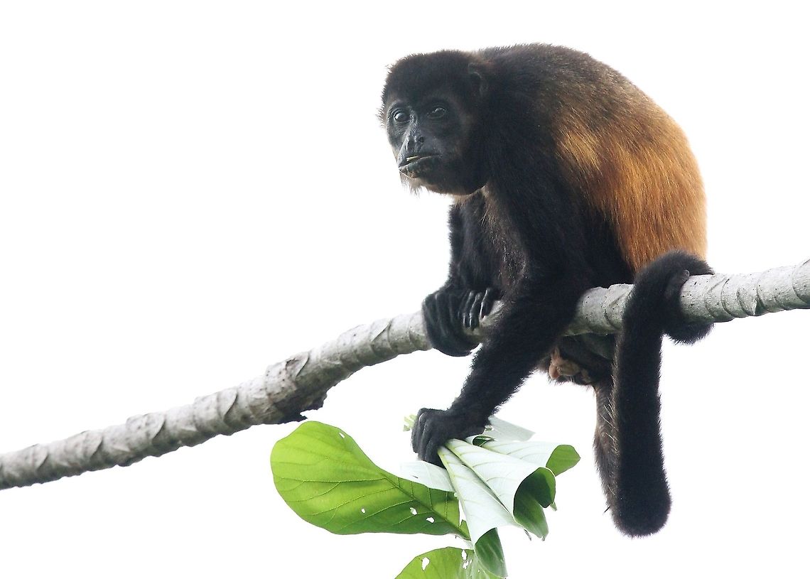 Mantled Howler & Cecropia Eating a nice succulent leaf Alouatta palliata,Costa Rica,Mantled howler,Uvita