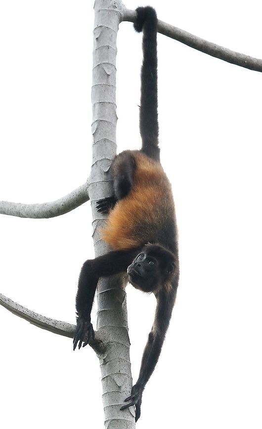 Mantled Howler showing off prehensile tail Showing off! Alouatta palliata,Costa Rica,Mantled howler,Uvita
