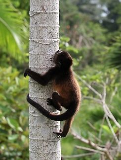 Mantled Howler, juvenile climbing cecropia So easy! Alouatta palliata,Costa Rica,Mantled howler,Uvita