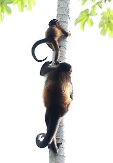 Mantled Howler - mother & juvenile climbing cecropia At La Cusinga Alouatta palliata,Costa Rica,Mantled howler,Uvita