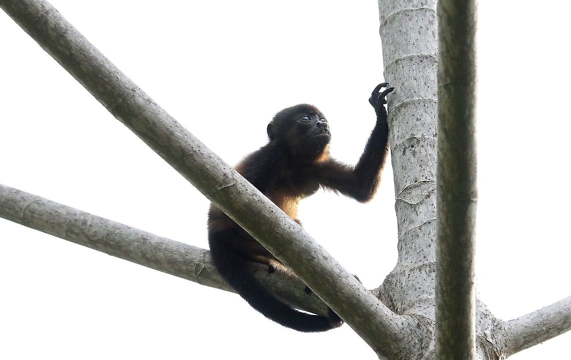 Juvenile Mantled Howler in cecropia At La Cusinga Alouatta palliata,Costa Rica,Mantled howler,Uvita