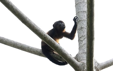 Juvenile Mantled Howler in cecropia At La Cusinga Alouatta palliata,Costa Rica,Mantled howler,Uvita