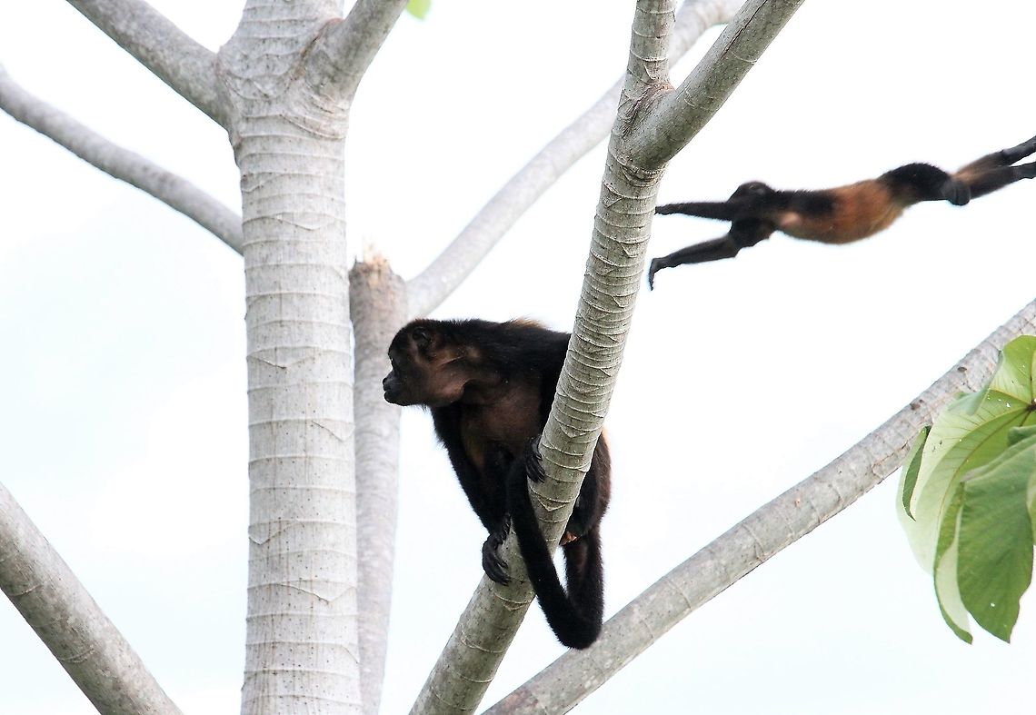 Leaping juvenile Mantled Howler At La Cusinga Alouatta palliata,Costa Rica,Mantled howler,Uvita