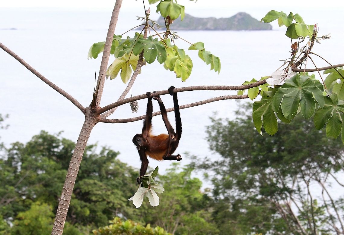 Mantled Howler, hanging around eating, taking in the view With Marino Ballena NP in the background Alouatta palliata,Costa Rica,Mantled howler,Uvita,Whale Tail