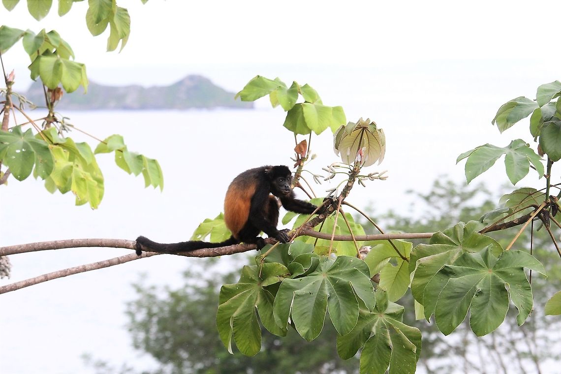 Mantled Howler with Marino Ballena NP behind At La Cusinga Alouatta palliata,Costa Rica,Mantled howler,Uvita,Whale Tail