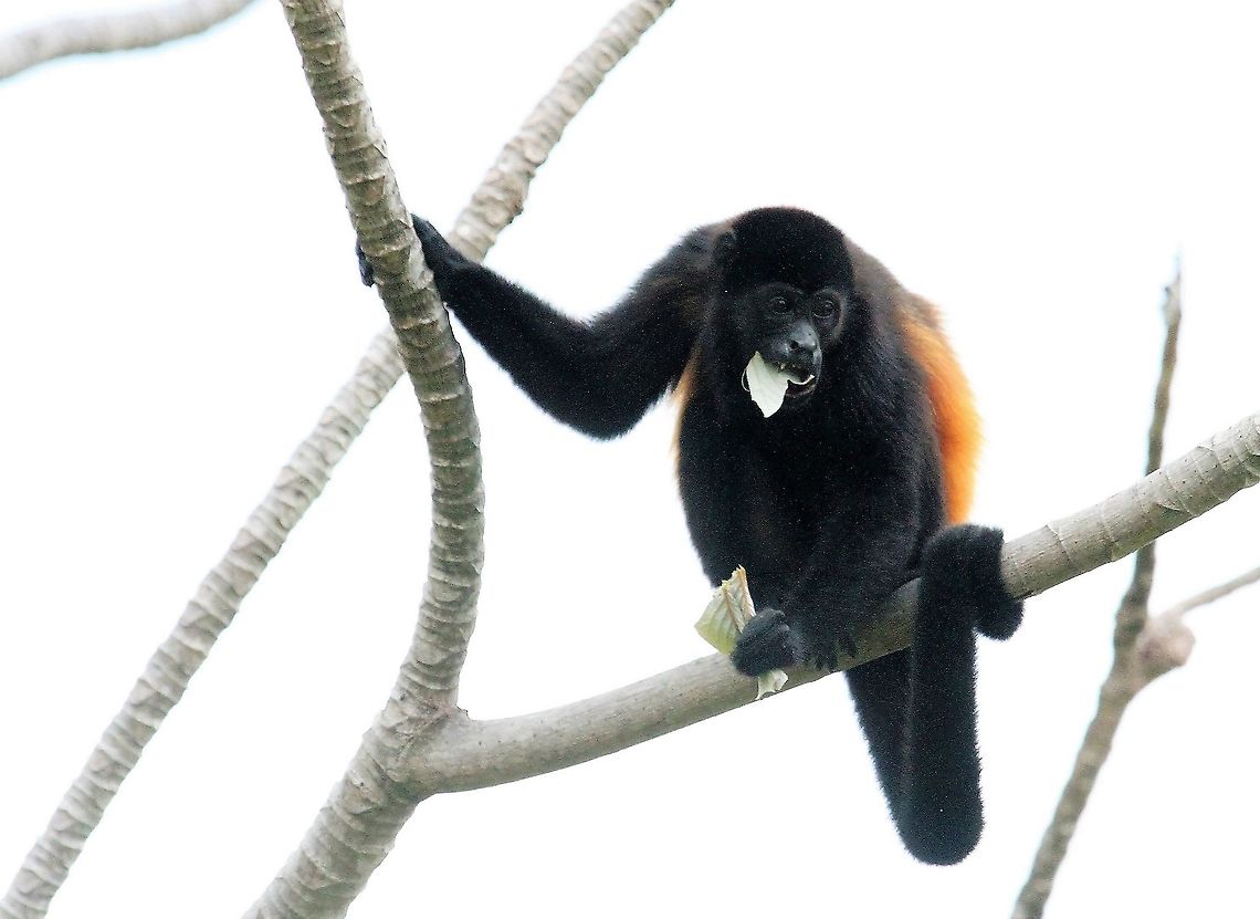 Mantled Howler eating cecropia leaf At lunch at La Cusinga Alouatta palliata,Costa Rica,Mantled howler,Uvita