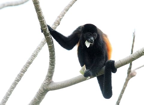 Mantled Howler eating cecropia leaf At lunch at La Cusinga Alouatta palliata,Costa Rica,Mantled howler,Uvita