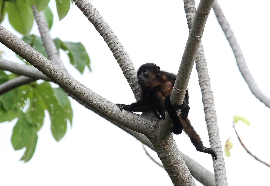 Juvenile Mantled Howler, keeping safe At ease in a cecropia Alouatta palliata,Costa Rica,Mantled howler,Uvita