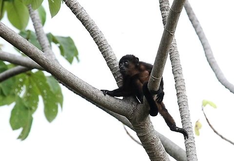 Juvenile Mantled Howler, keeping safe At ease in a cecropia Alouatta palliata,Costa Rica,Mantled howler,Uvita