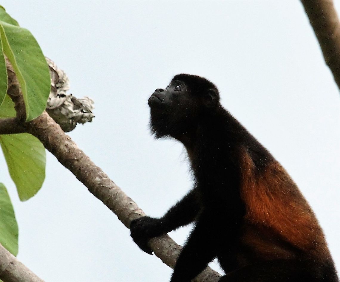 Mantled Howler, portrait Looking for the most succulent leaves Alouatta palliata,Costa Rica,Mantled howler,Uvita