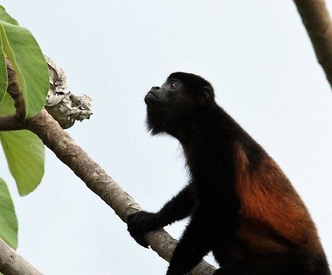 Mantled Howler, portrait Looking for the most succulent leaves Alouatta palliata,Costa Rica,Mantled howler,Uvita