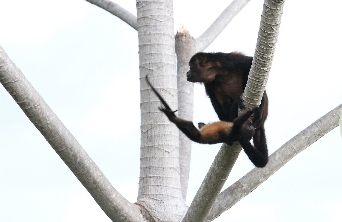 Juvenile Mantled Howler successfully completed the leap! Successful leap! Alouatta palliata,Costa Rica,Mantled howler,uvita