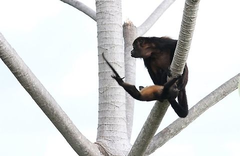 Juvenile Mantled Howler successfully completed the leap! Successful leap! Alouatta palliata,Costa Rica,Mantled howler,uvita