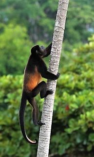 Mantled Howler at ease climbing cecropia Just like walking upstairs but safer!  Note the hairless end to the tail. Alouatta palliata,Costa Rica,Mantled howler,Uvita