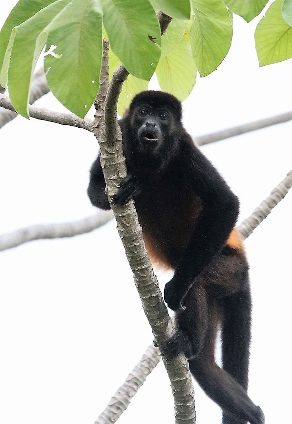 Mantled Howler, Chilling Looks so comfortable! Alouatta palliata,Costa Rica,Mantled howler,Uvita