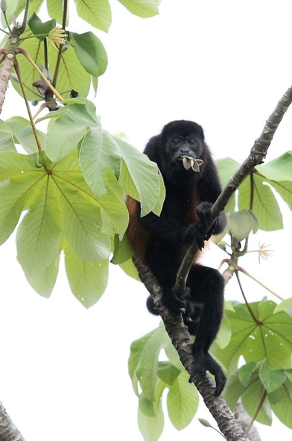 Mantled Howler eating cecropia leaf At La Cusinga Alouatta palliata,Costa Rica,Mantled howler,Uvita
