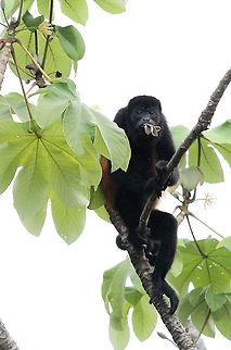 Mantled Howler eating cecropia leaf At La Cusinga Alouatta palliata,Costa Rica,Mantled howler,Uvita